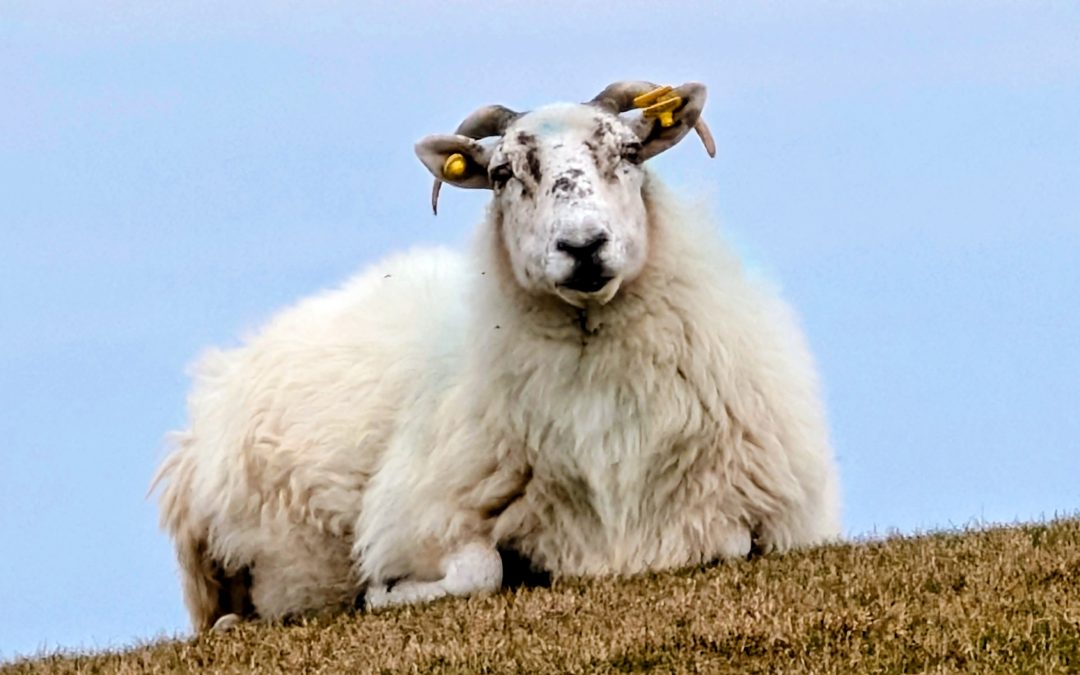 Roadtrips durch Donegal – Zwischen Regen, Wind und Guinness.