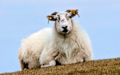 Roadtrips durch Donegal – Zwischen Regen, Wind und Guinness.