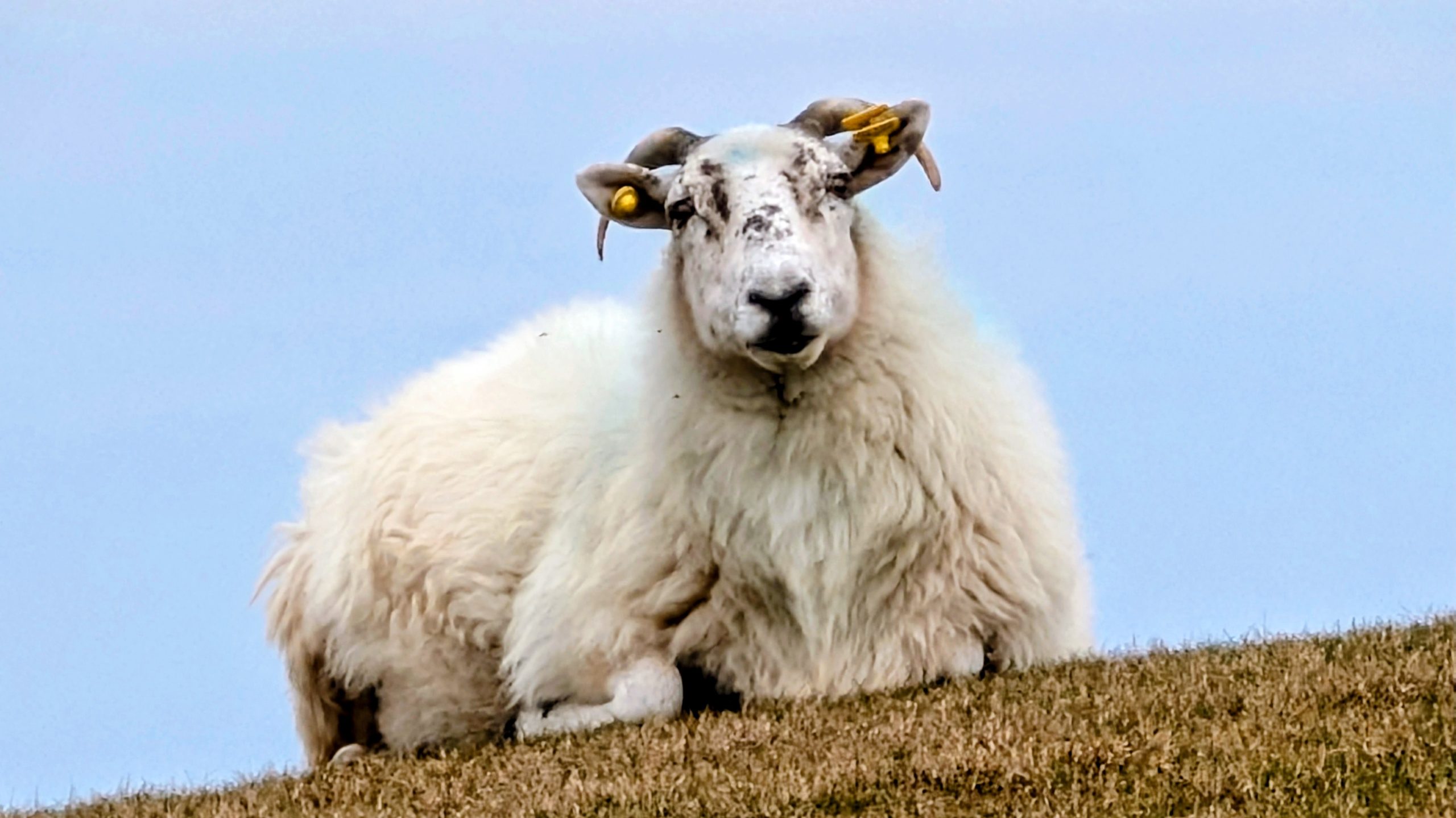 Schaf bei Ardara in Donegal entlang schmaler Straßen – Roadtrips durch Donegal
